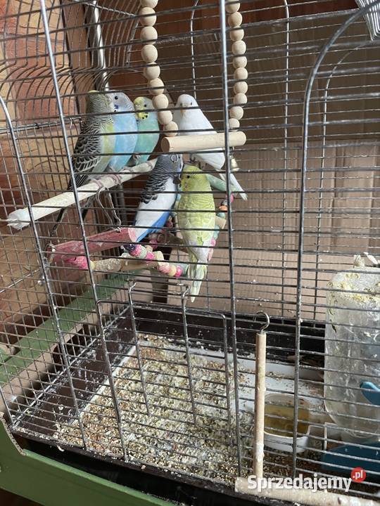 Sprzedam samice bażanta złotego zachodniopomorskie Grzybnica sprzedam