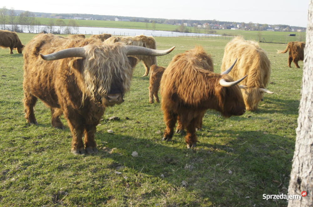stado bydła Highland Cattle szkocka górska Niepoczołowice