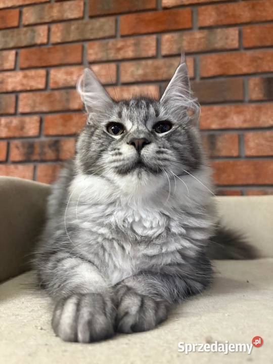 Maine Coon Kotka Mia kujawsko-pomorskie Szembruk