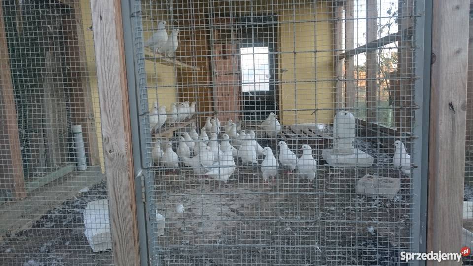 Piękne białe Gołębie KINGI zachodniopomorskie