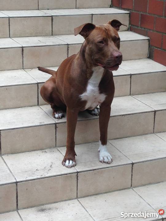 Pitbull Red Nose szczeniaki