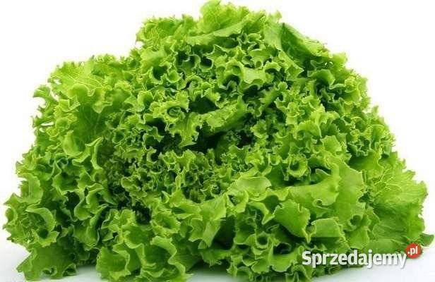 Ogórek papryka pomidor rozsady Rosyjskie ogporne małopolskie Nowy Sącz