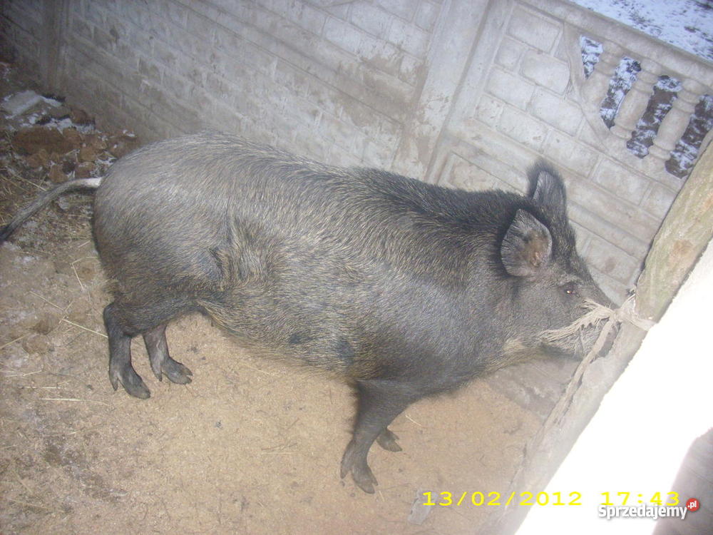 Locha Świniodzika Dąbrowa Rusiecka