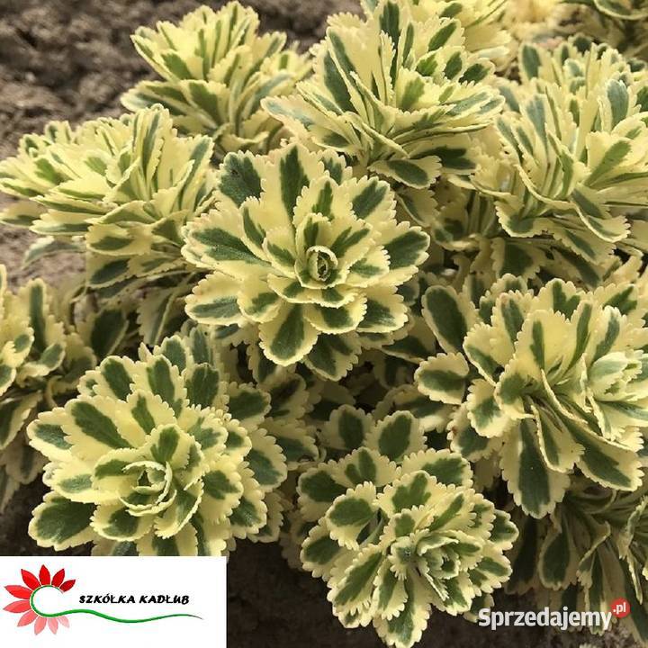 Rozchodnik Atlantis wielobarwny Kadłub