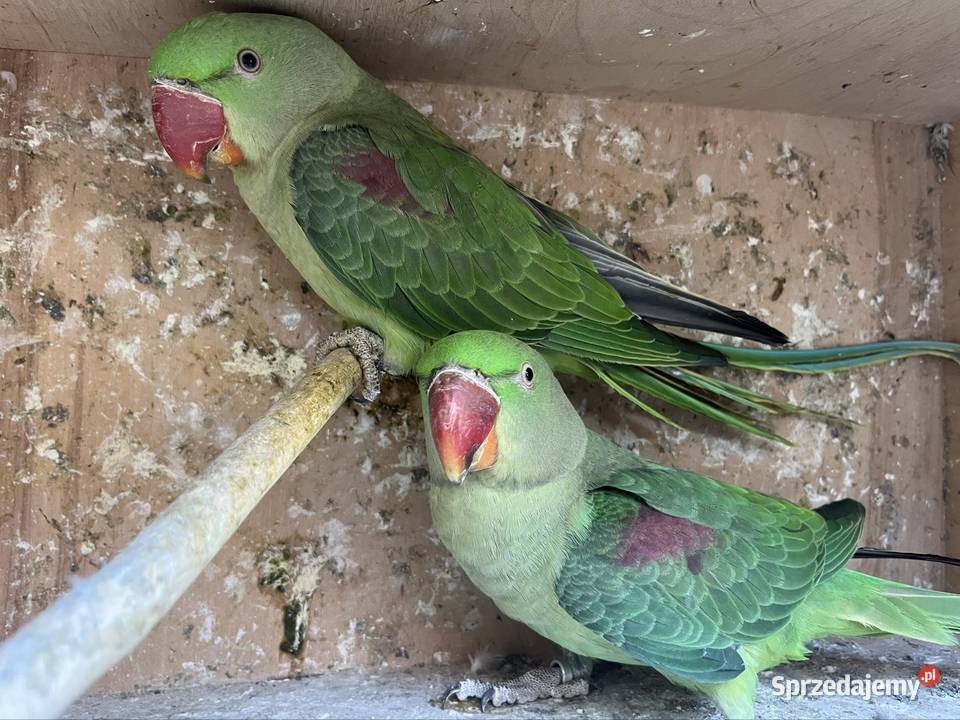 Aleksandretty wielkie z 2025 Zachowice