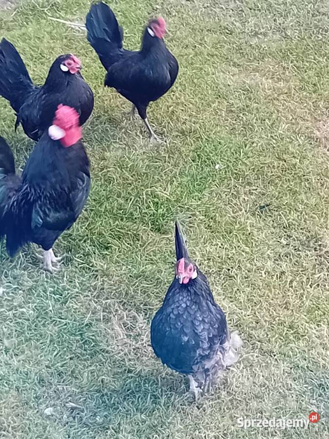 Kurki batamki czarne młode Siedlce
