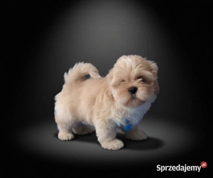 Ostatni piękny piesek Shih Tzu szuka domku Namysłów