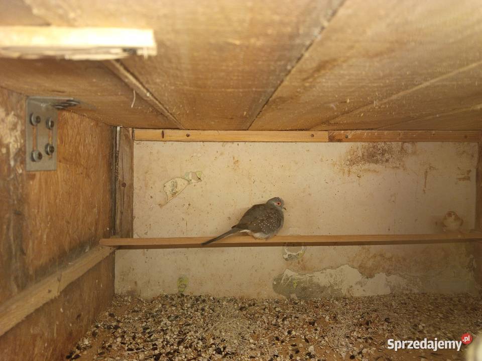 Sprzedam gołąbka diamętowego Bogacica sprzedam