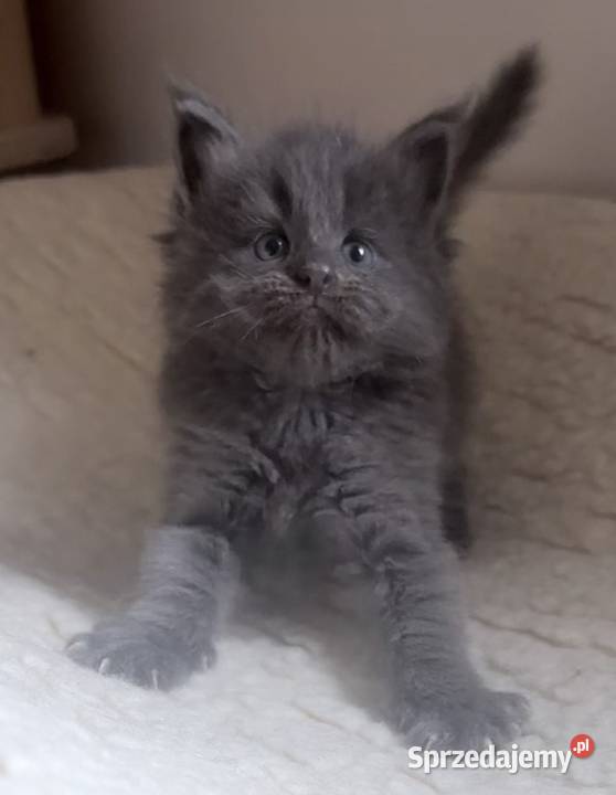 Maine Coon importach Wińsko