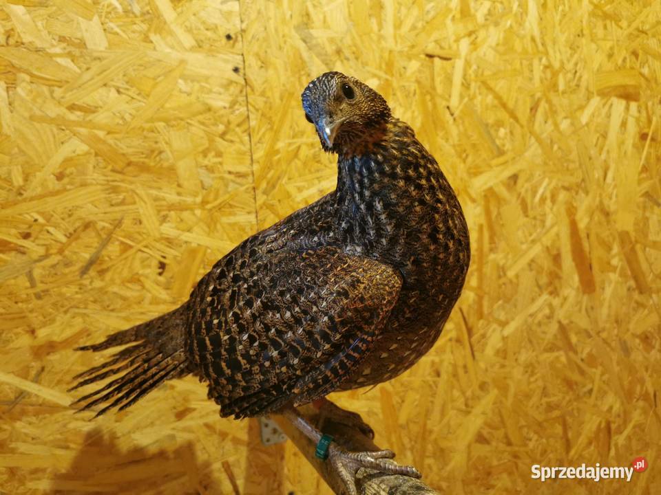 Bażanty Tragopan SATYR Tragopan czerwony Ptaki z Andrychów