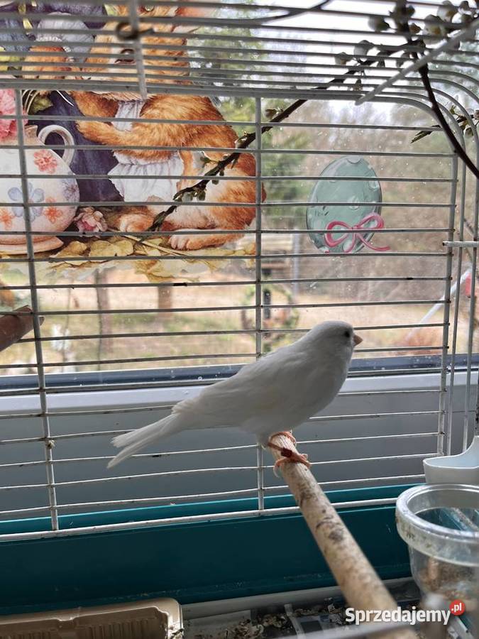 Sprzedam kanarki rosyjskie Zbychowo
