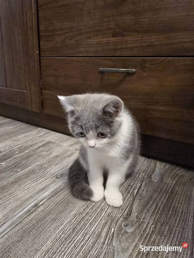 Kot brytyjski kotka bikolor Poznań