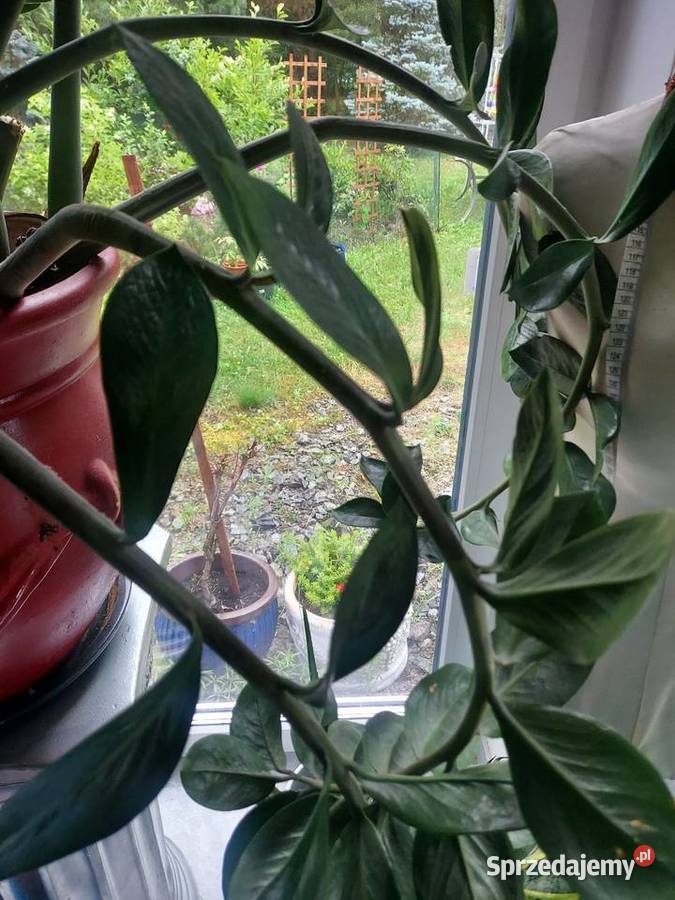 Donica z skrzydlokwiatem Jelcz-Laskowice