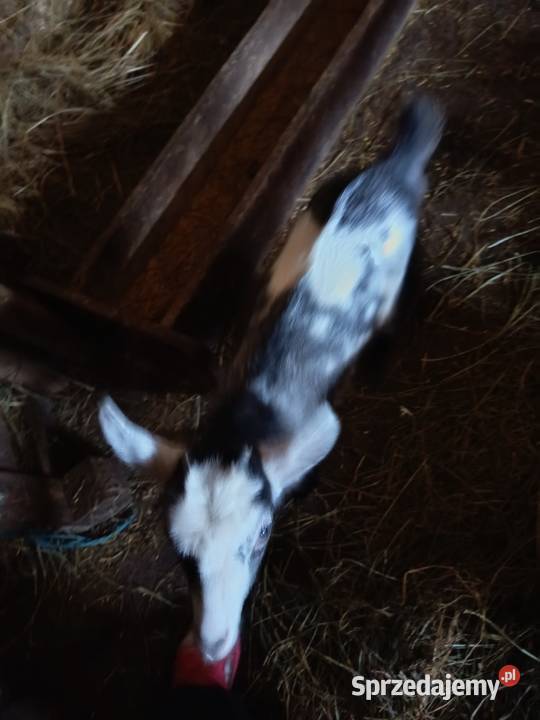 Sprzedam barana Nadzieja