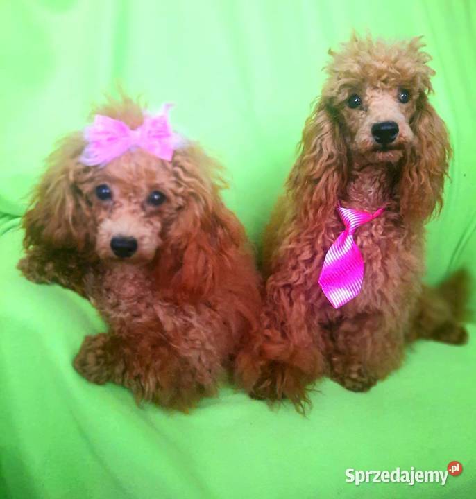 PUDEL TOY RED płowy samiec do odbiorurodowófd Bydgoszcz