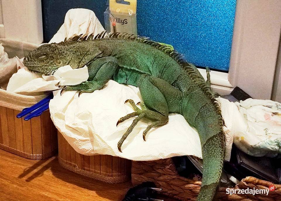 Dorosły samiec legwana blue Zwierzęta Garbów