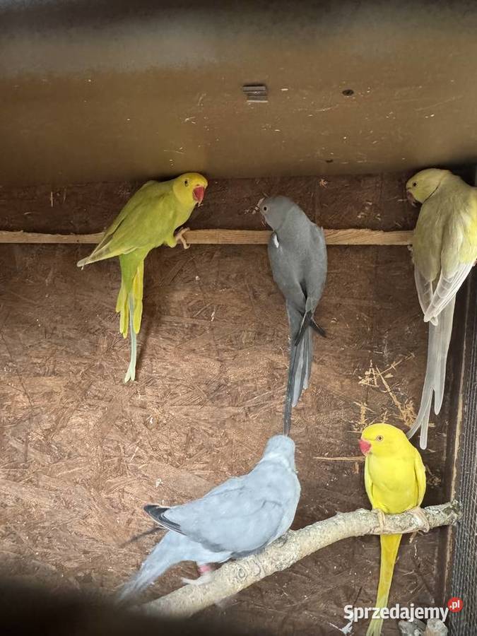 Papugi Papuga Aleksandretty Aleksandretta
