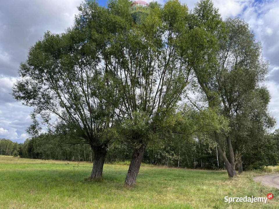 Działka siedliskowa w Pustelniku Pustelnik sprzedam