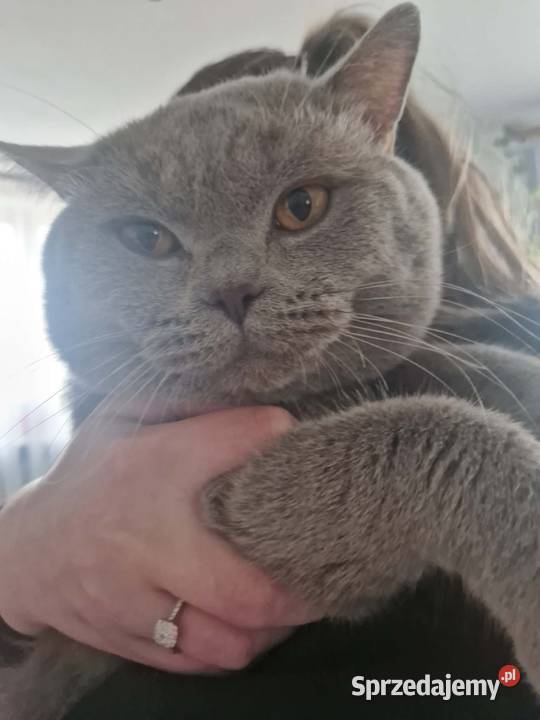 Kocur Brytyjski krótkowłosy reproduktor Brytyjski