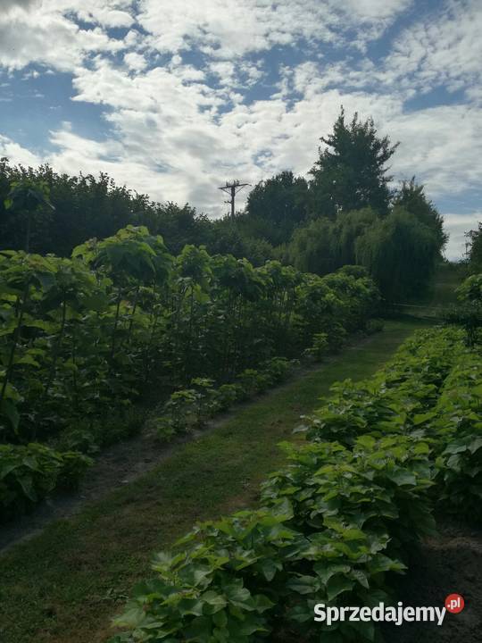 surmia katalpa NANA szczepiona catalpa kulista Liściaste Puławy