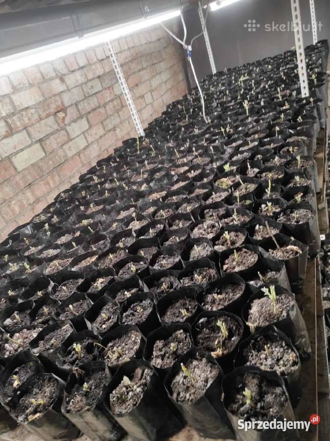 Paulownia Pao Tong Z07 sadzonki Sejny