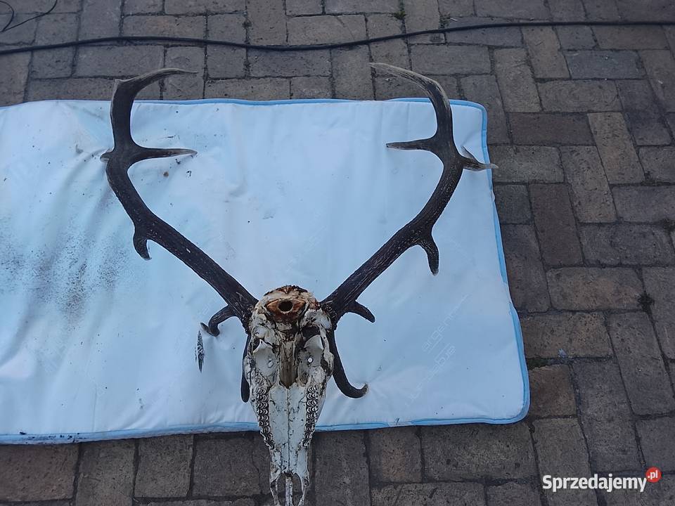 Wieniec jelenia 14stak lubuskie Żary sprzedam