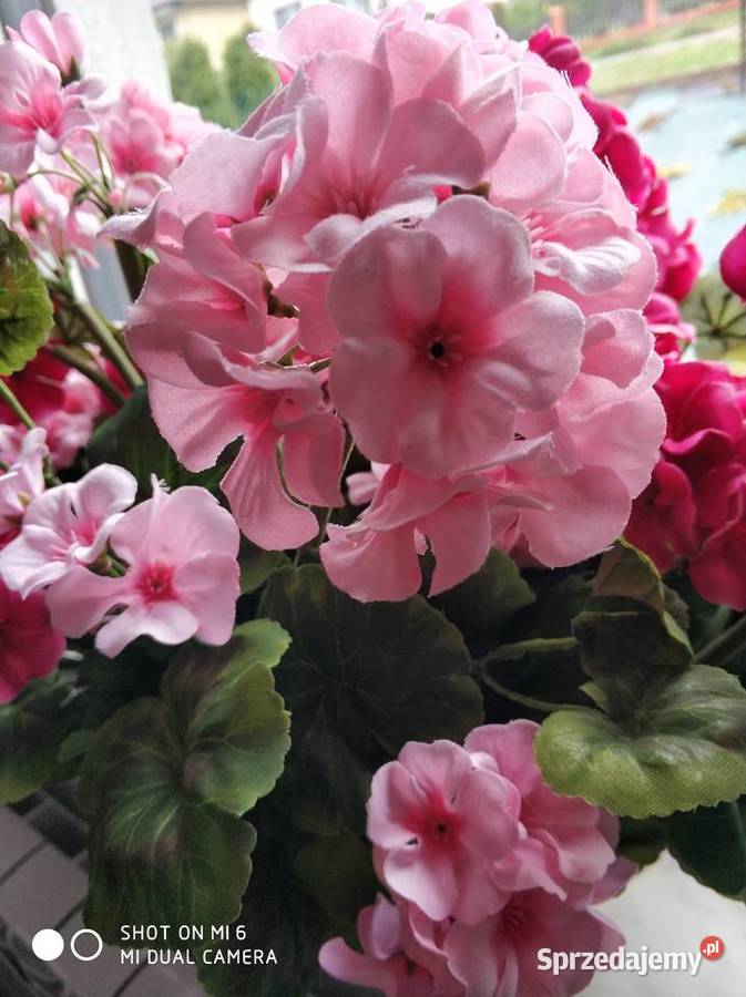 Pelargonie żywe Straszęcin