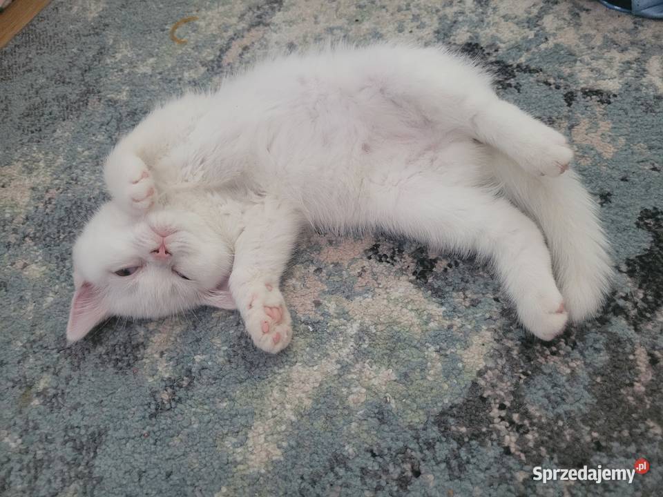 Kocięta Brytyjskie białe krótkowłose Felis sprzedam