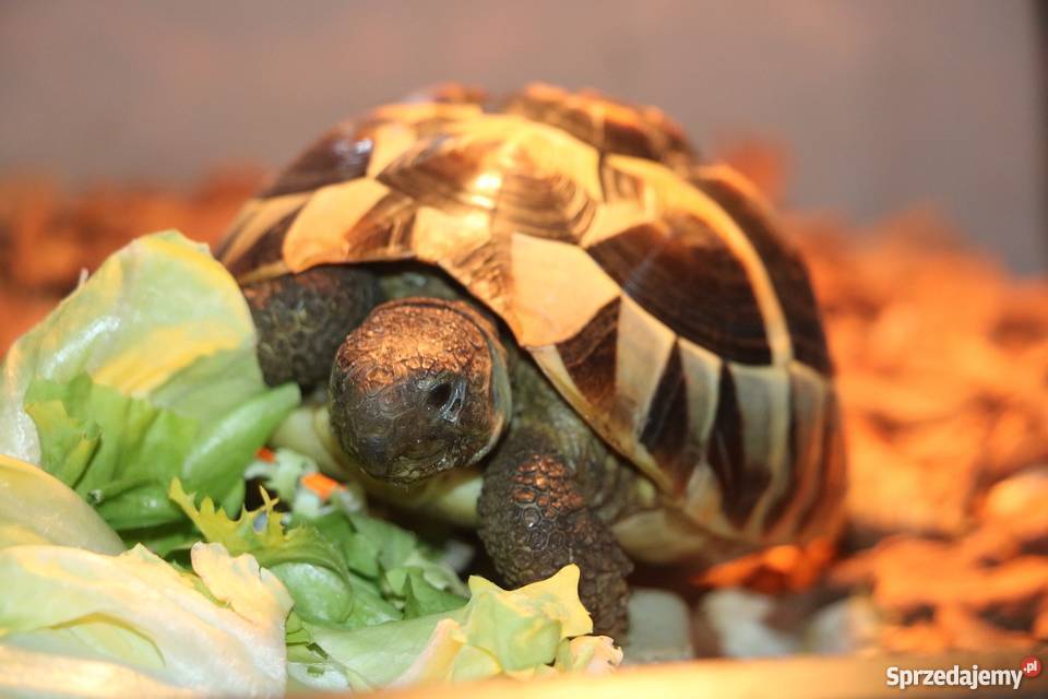 żółw grecki Gady i płazy Nakło nad Notecią