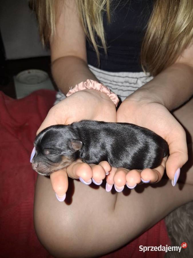 Yorkshire Terrier piesek lubelskie Lublin sprzedam