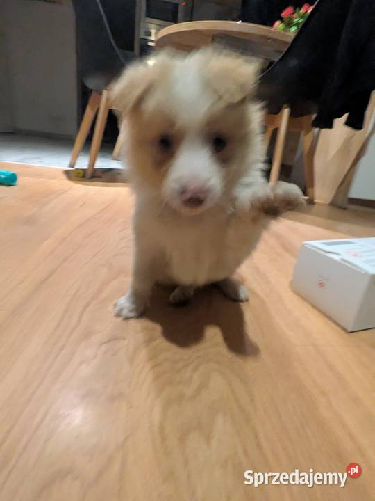 Border Collie Wołów