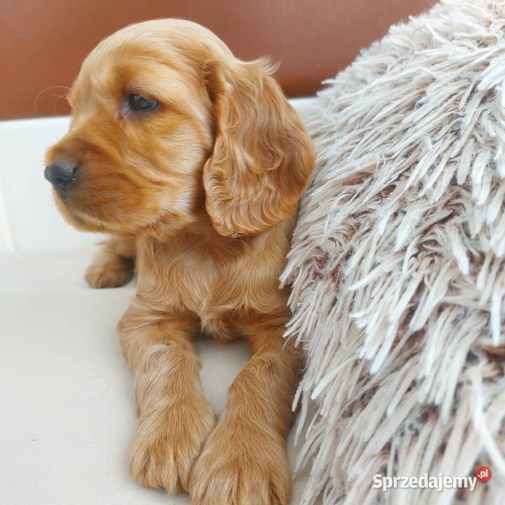 Cocker spaniel angielski Moroczyn