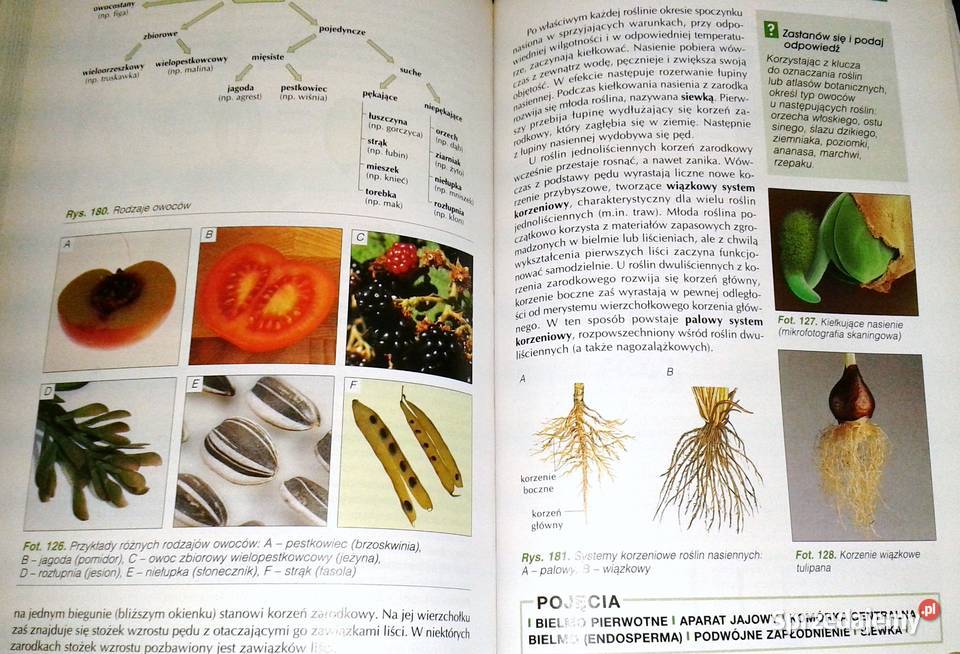 Biologia 1 A Kornaś Z Miszalski M Kłyś R