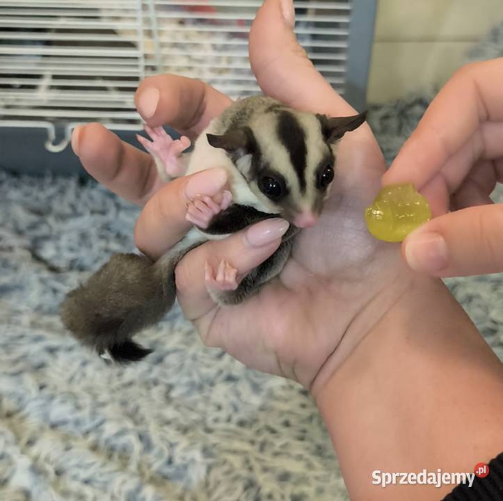 Lotopałanka karłowata Zamarski