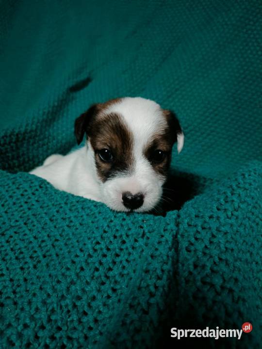 Wzorcowy Jack Russell gładki piękny exterrier opolskie Krapkowice