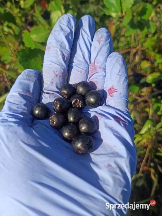 Aronia wysyłka Pozostałe Kraków