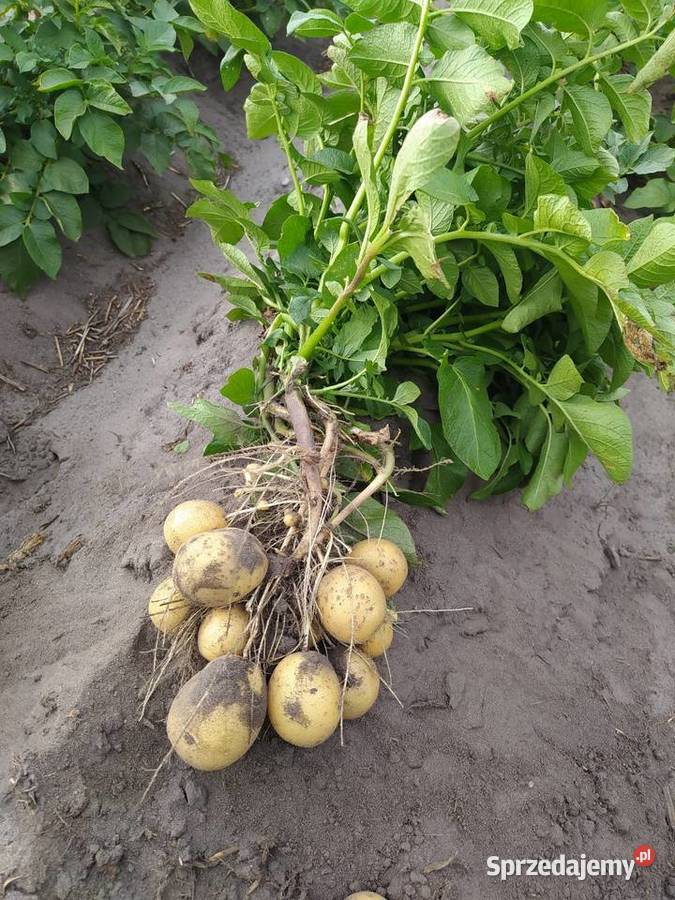 Ziemniaki Gala Jurek Produkcja roślinna