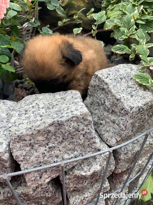 Śliczna hybryda shih tzu sunia Leoncin sprzedam