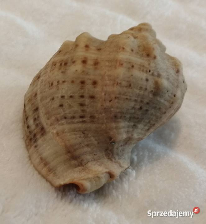 Muszla 51 61 Kreatywne Czeladź