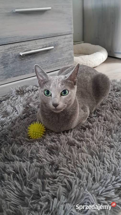 Kocurek Rosyjski Niebieski Rosyjski Jaczów