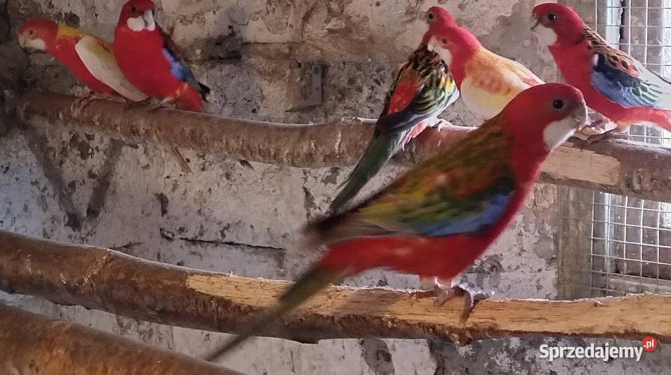 Papugi rozelle białolice śląskie Wodzisław Śląski