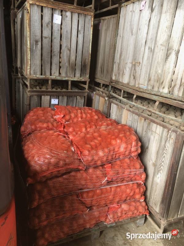 Ziemiaki jadalne paszowe wielkości sadzeniaka pomorskie Chojnice