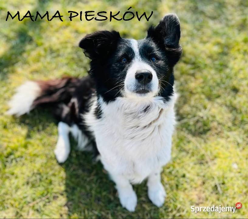 Piesek Border Collie Ratyń