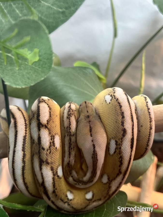 Pyton siatkowy super dwarf samiec Kołobrzeg