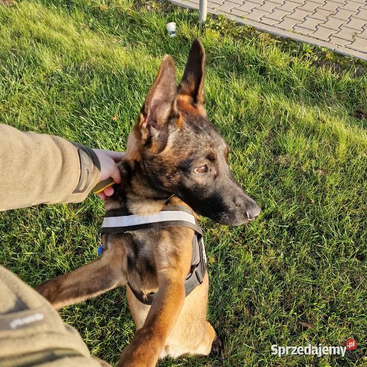 Sprzedam suczke owczarek belgijski Psy Kalisz