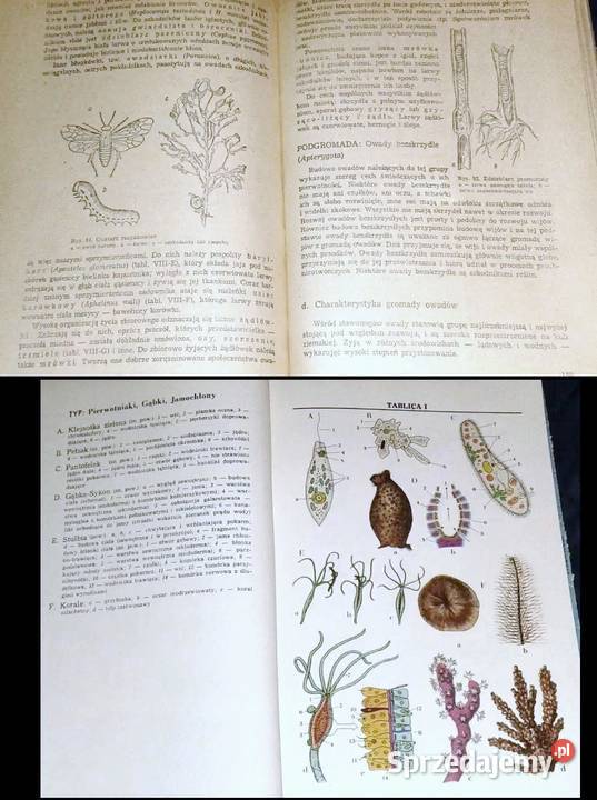 Zoologia J Dąbski Z Kozikowska J Wengris miękka Pozostałe Chełm
