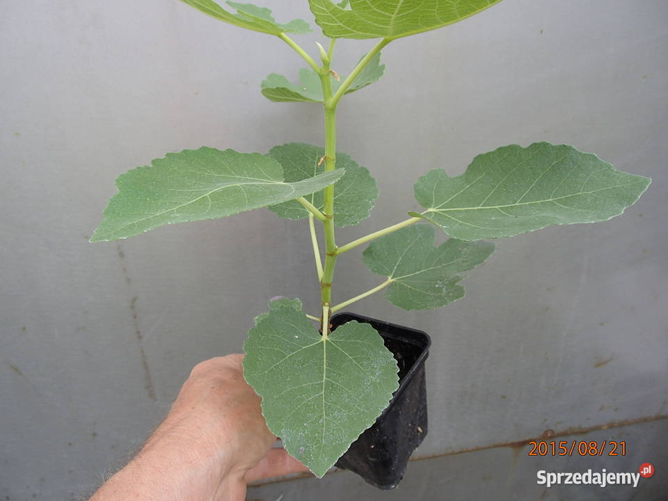 Figa brown turkey sadzonka w doniczce 2030 Łódź sprzedam