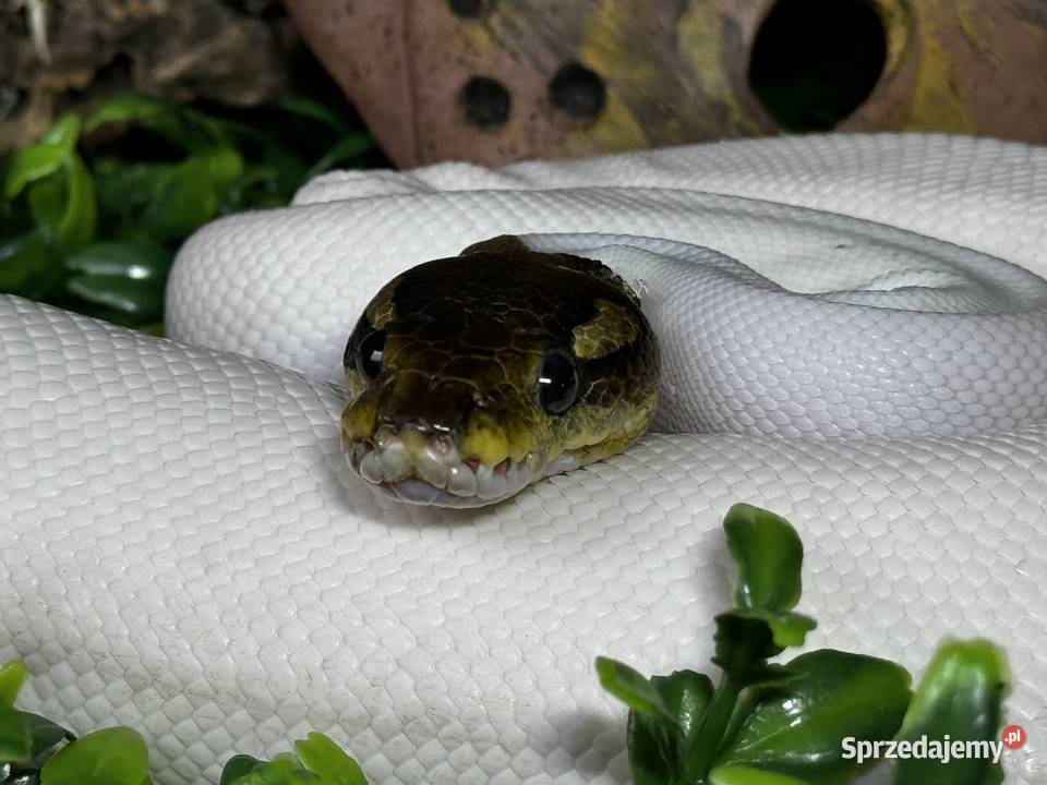 pyton królewski black pastel piebald bp pied