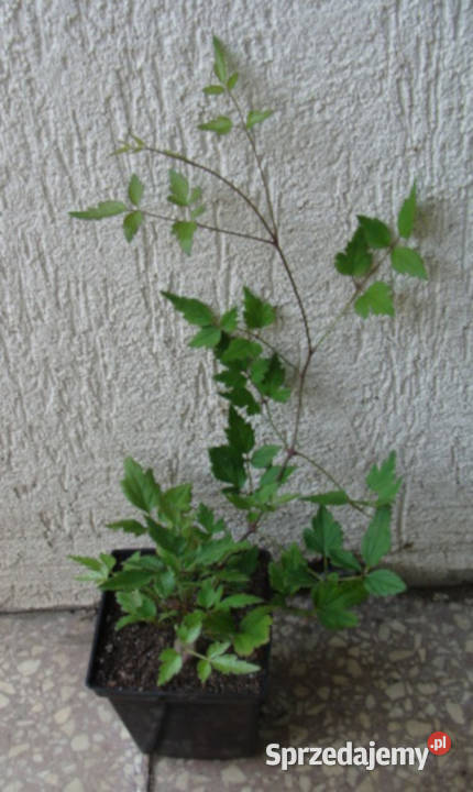 POWOJNIK PNĄCY Clematis sadzonki w doniczkach Ustronie
