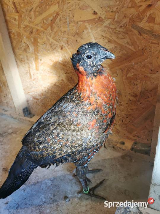 Bażanty Tragopan SATYR Tragopan czerwony Ptaki z małopolskie Andrychów sprzedam